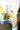 Capri Via Limone Tablecloth